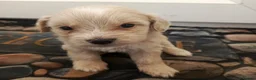 Maltese dogs for sale: 5 beautiful maltese puppies ready for new home. - Advert 5