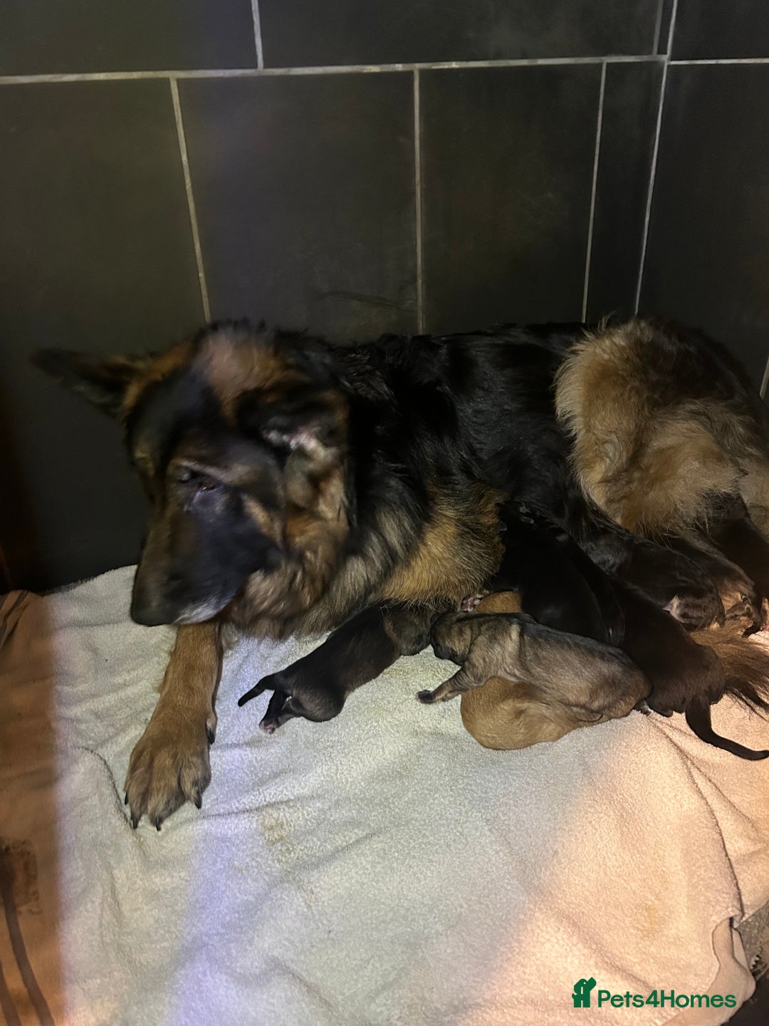 German Shepherd dogs for sale: Adorable German Shepherd puppies - Advert 3