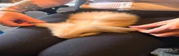 Mini Lion Lop rabbits for sale: Beautiful friendly lionlop babies - Advert 8
