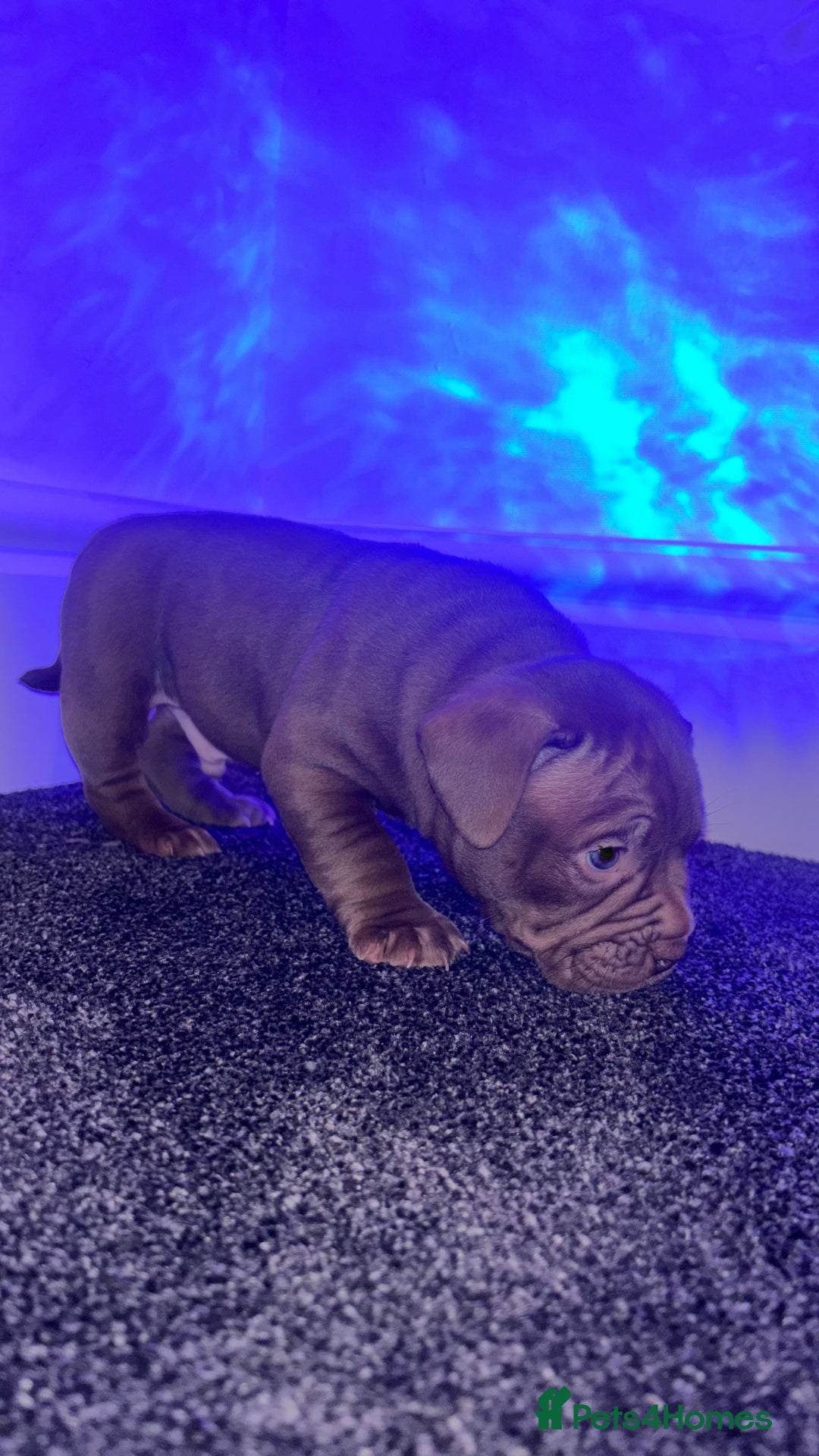 American Bully dogs for sale: Pocket bully pups ready too leave 11th dec - Advert 11