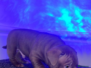 American Bully dogs Pocket bully pups ready too leave 11th dec - Advert 6