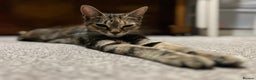 Domestic Shorthair cats for sale: Adorable domestic shorthair kittens, ready to go - Advert 3