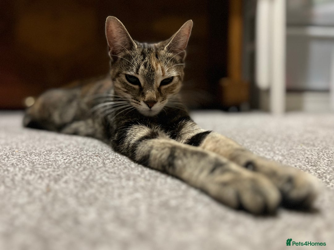 Domestic Shorthair cats for sale: Adorable domestic shorthair kittens, ready to go - Advert 3