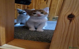 British Shorthair cats for sale: 2 Female kittens loookg for Forever home 🩷 - Image 4