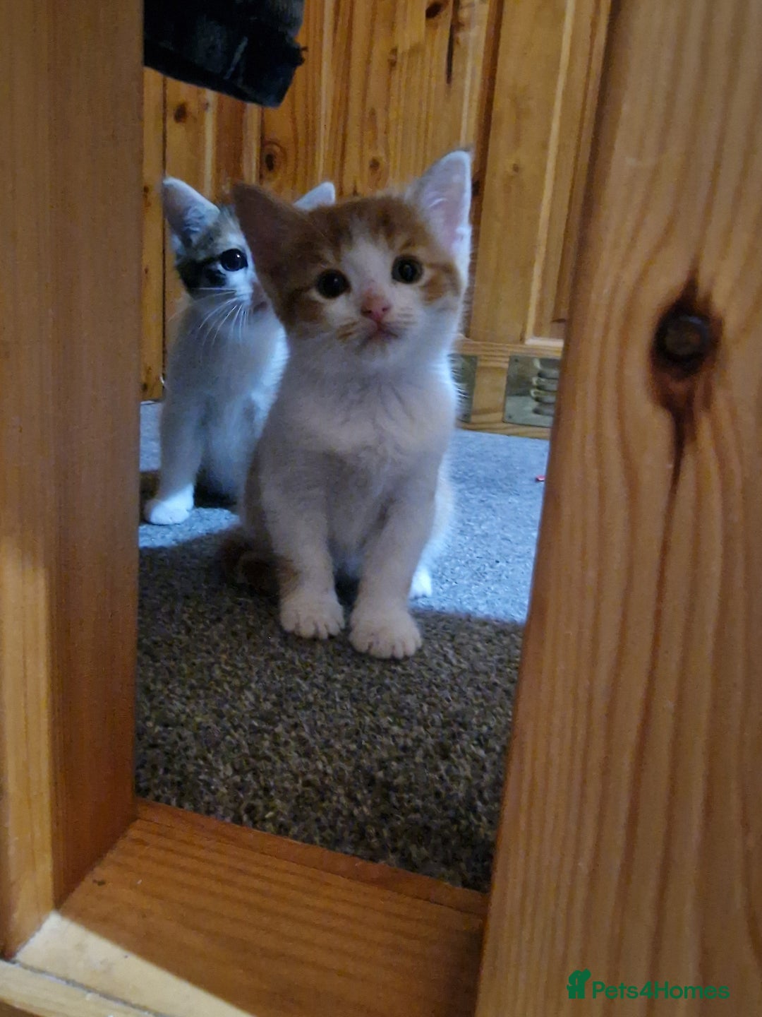 British Shorthair cats for sale: 2 Female kittens loookg for Forever home 🩷 - Image 4