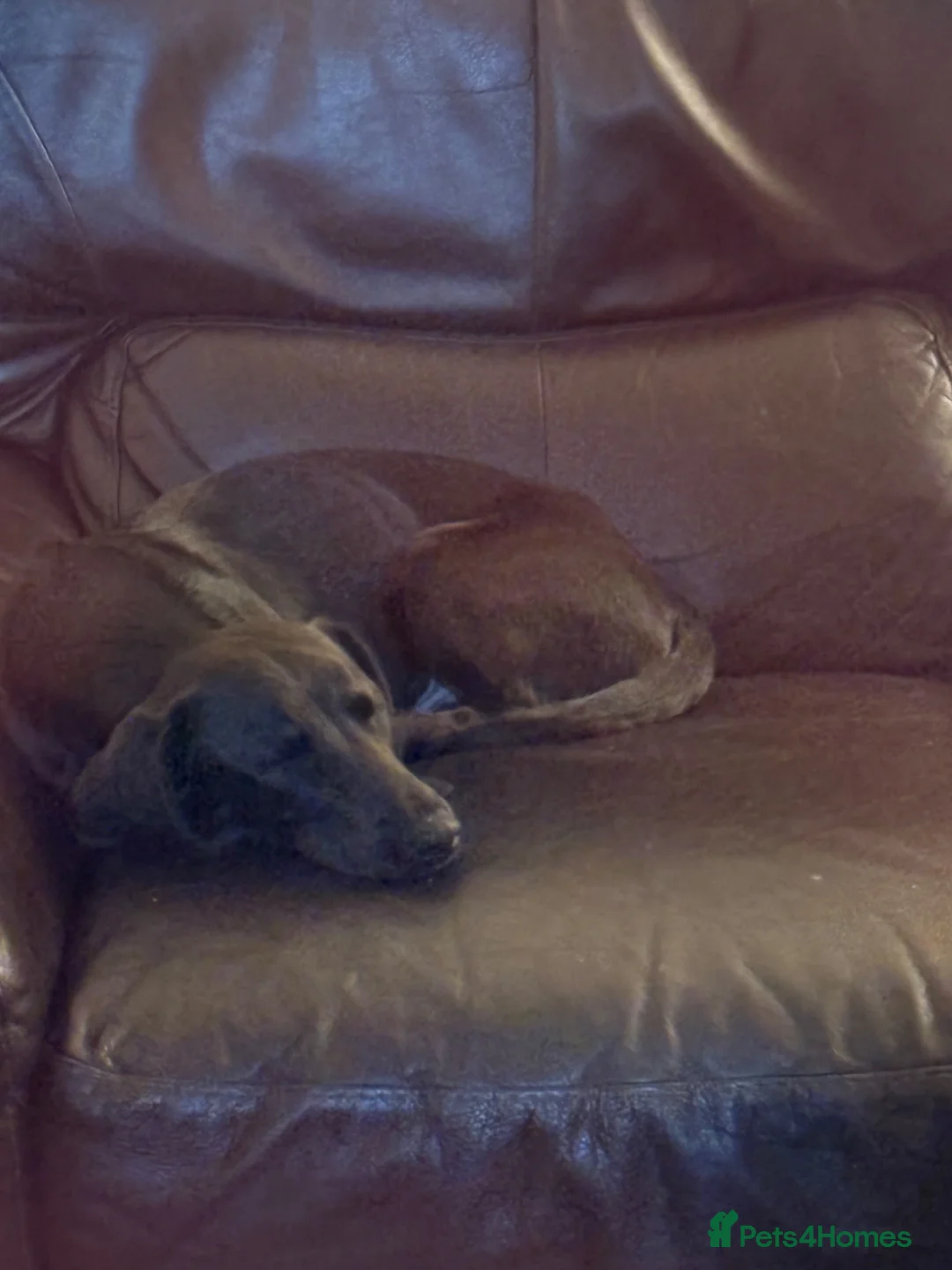 Mixed Breed dogs for sale: Dallas the cocker sausage cross  - Advert 14