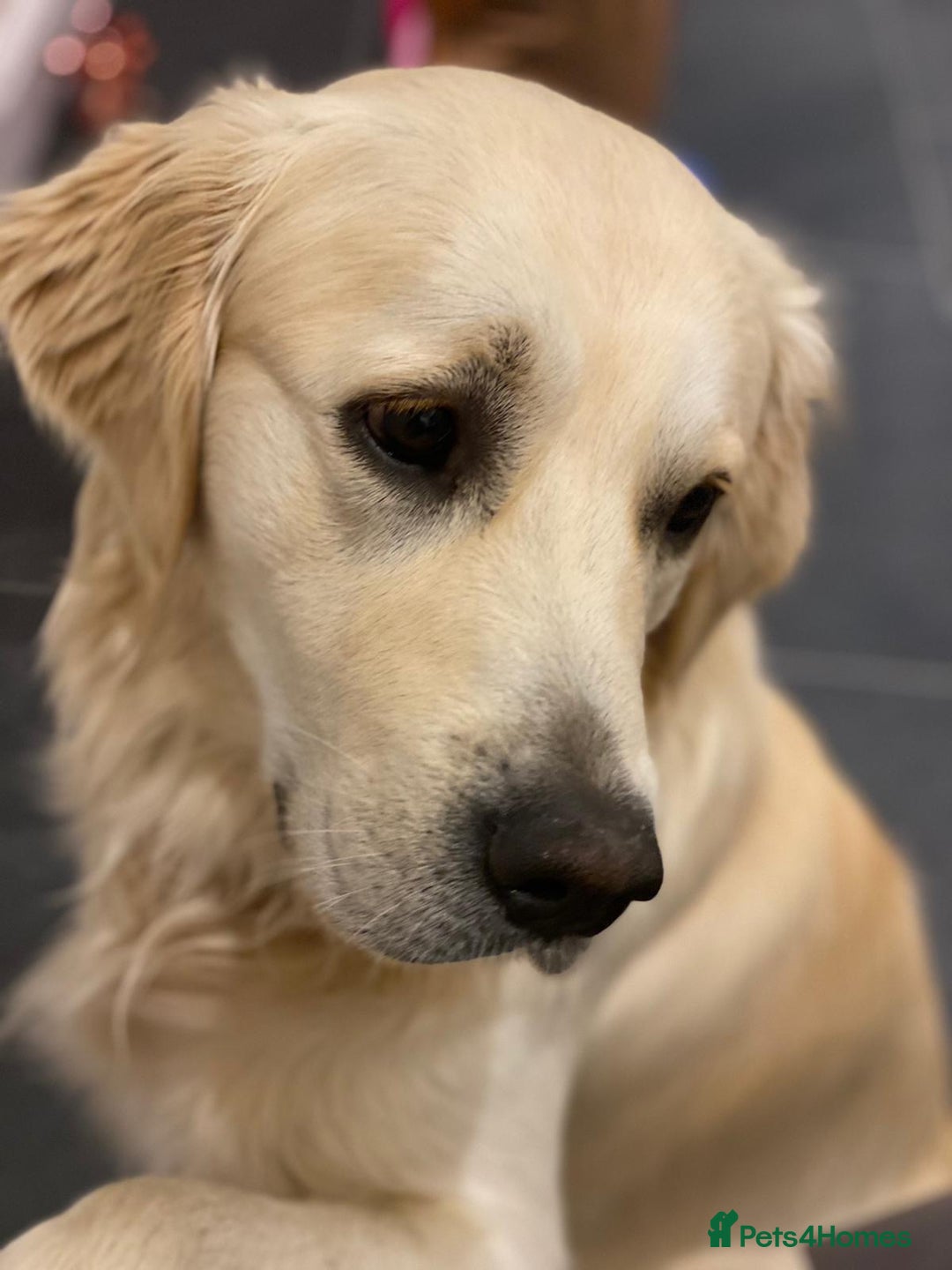 Golden Retriever dogs for sale: Expression of Interest - Golden Retriever Puppies - Image 15