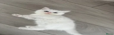 Scottish Fold 1