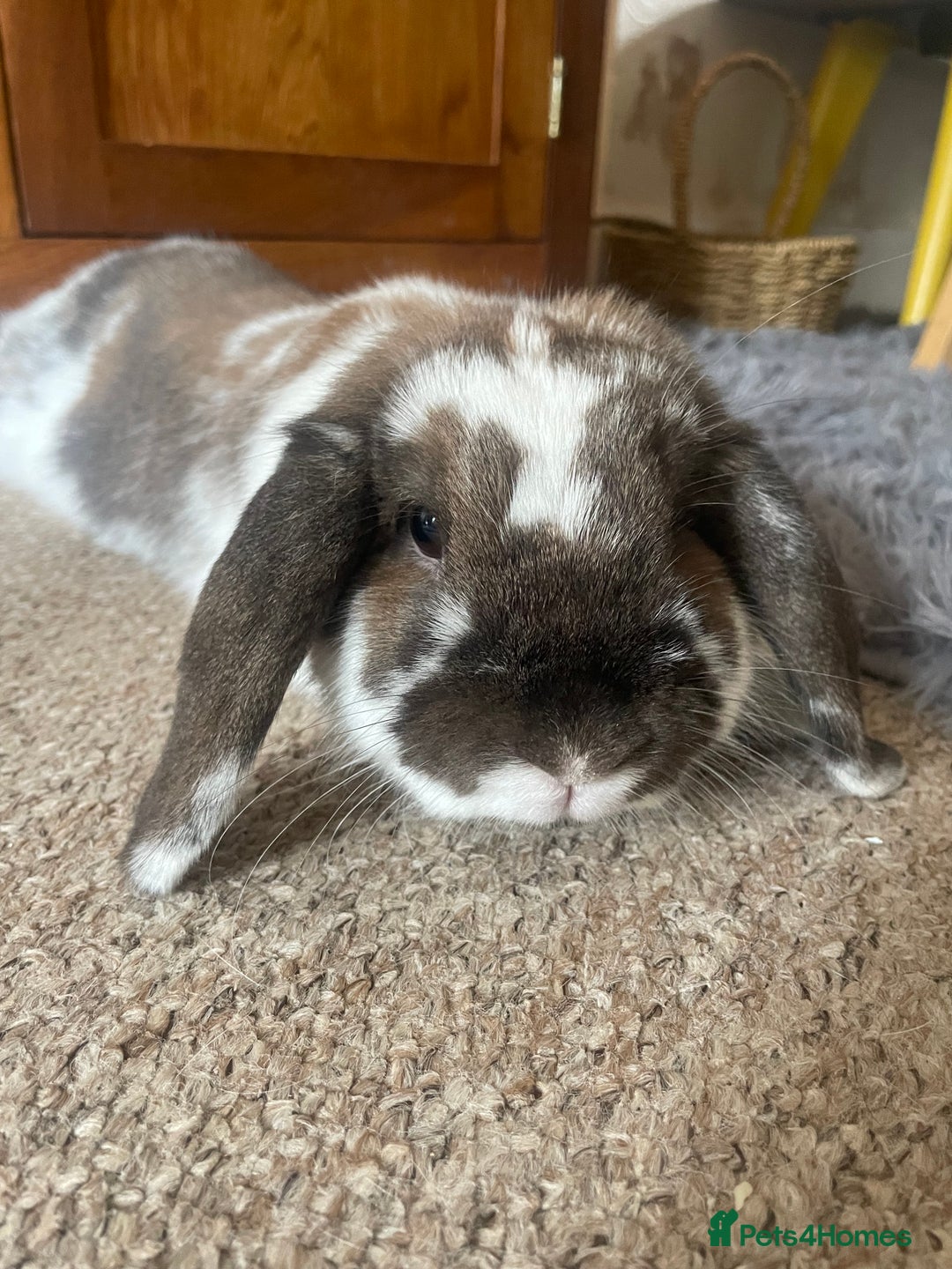 Dwarf Lop rabbits for sale: Sweet Natured House Rabbit for a New Home  - Advert 3