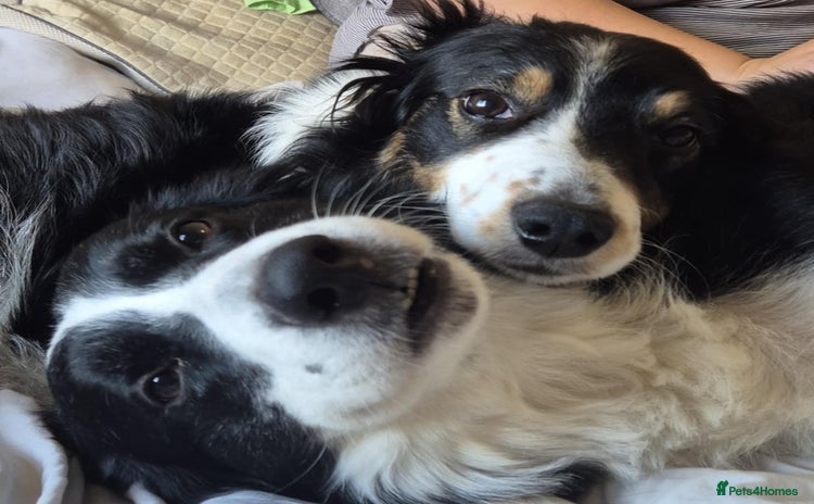 Border Collie dogs - Advert 1