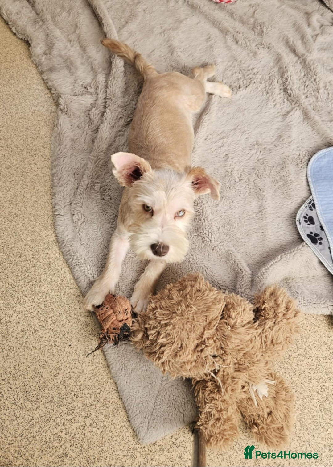 Yorkshire Terrier dogs for sale: 💙 DNA TESTED 💙 Blonde merle (cryptic) boy - Image 1