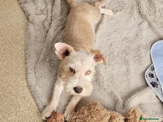 Yorkshire Terrier dogs - Advert 3