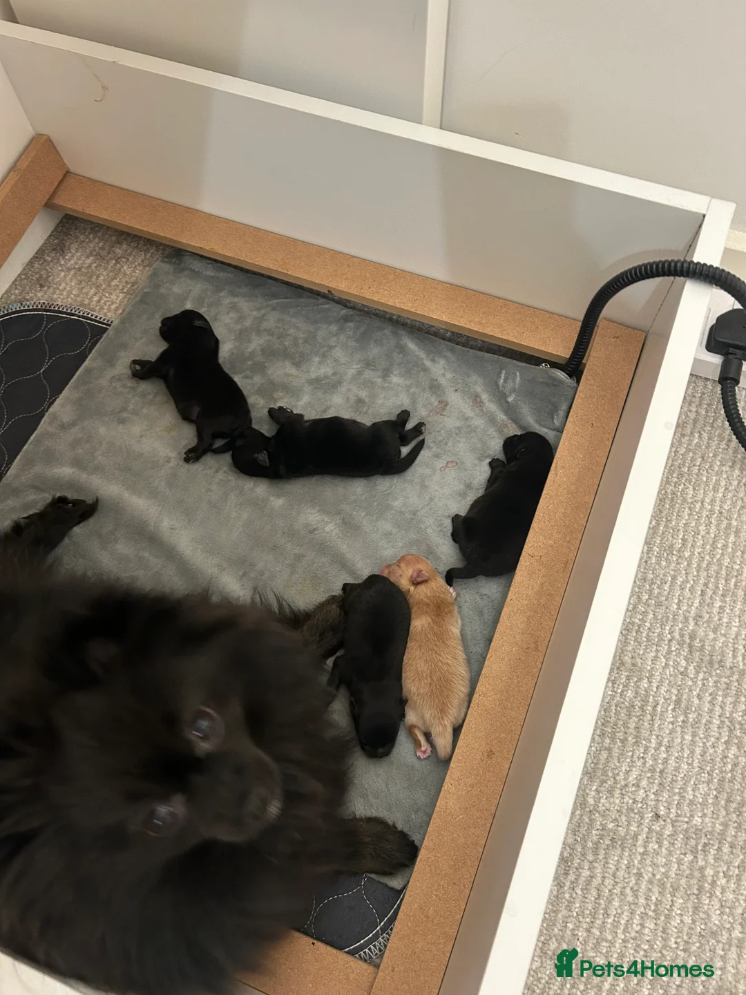 Pomeranian dogs for sale: Beautiful full Pomeranian  - Advert 11