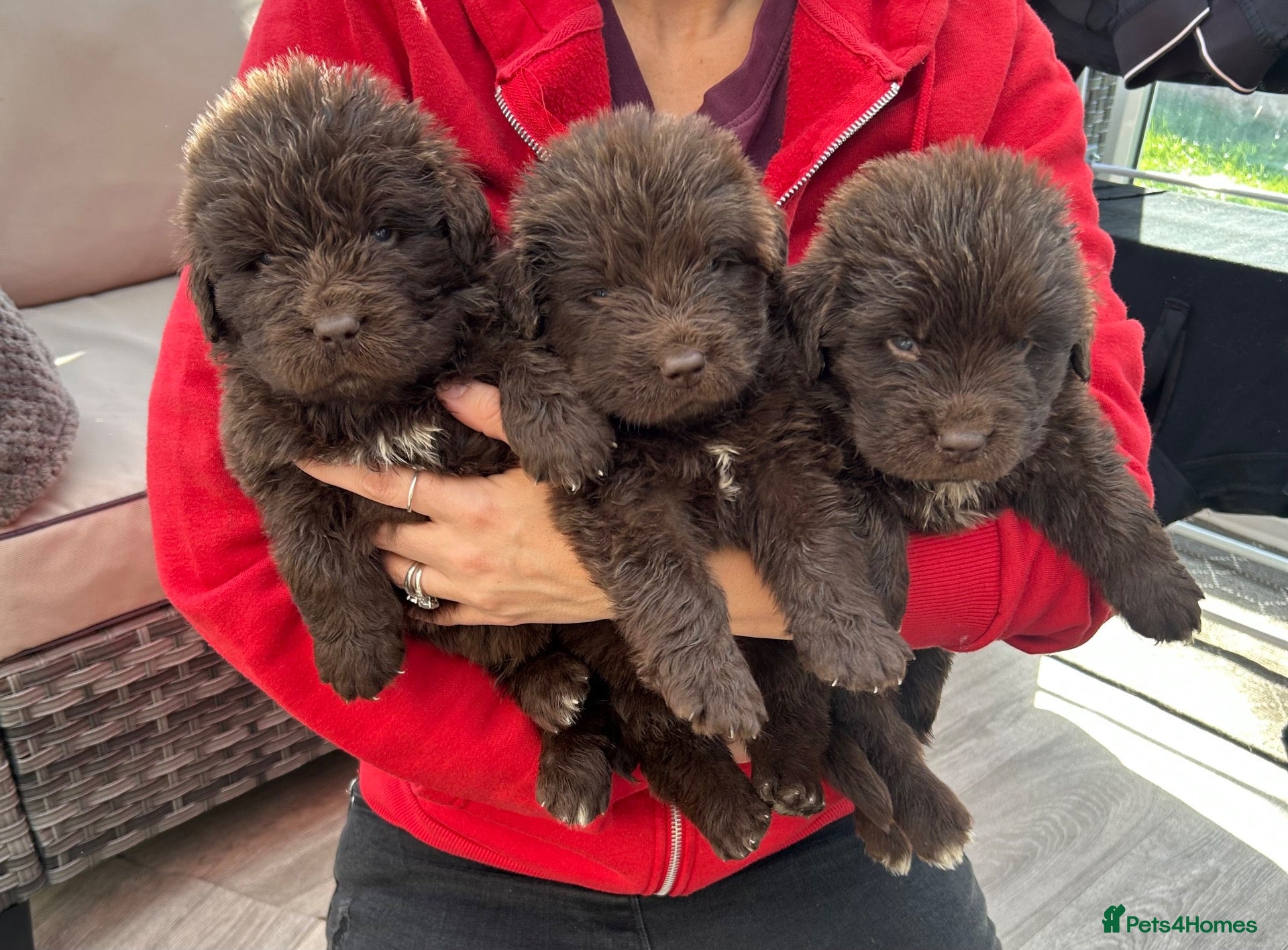 Newfoundland dogs Beautiful kc health tested Newfoundland puppies  - Advert 2