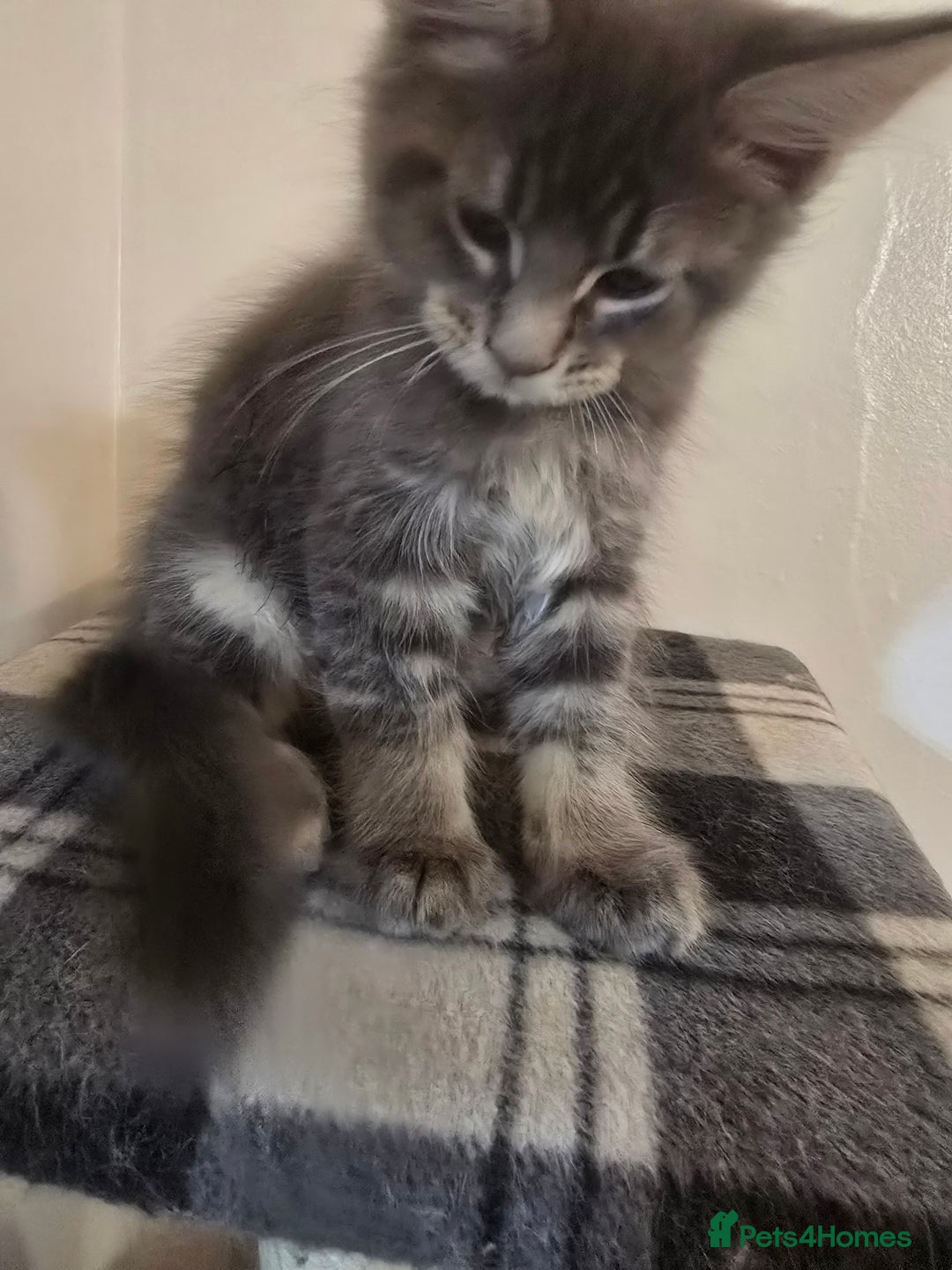 Maine Coon cats for sale: Beautiful Maine coon kittens  - Image 20