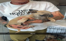 Whippet dogs for sale: Whippet pups  - Image 12