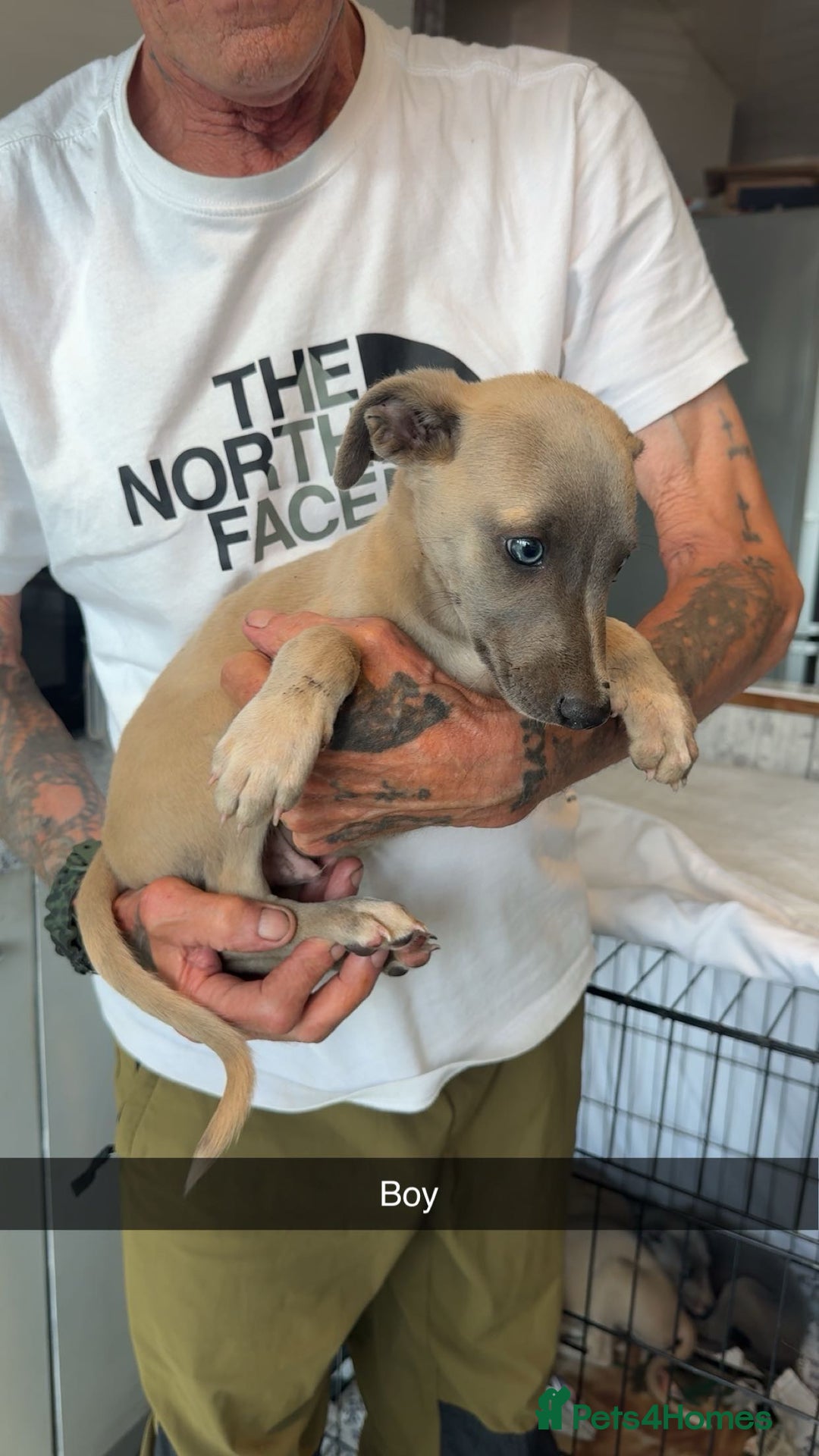 Whippet dogs for sale: Whippet pups  - Image 12