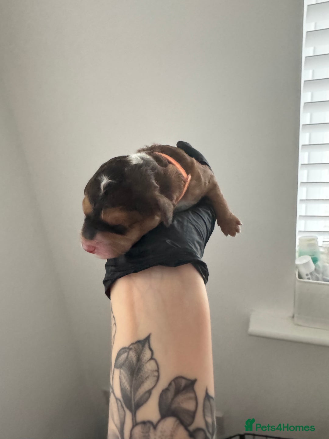 Mixed Breed dogs for sale: 5 Beautiful Cavapoo / Cockapoo puppies  - Image 9