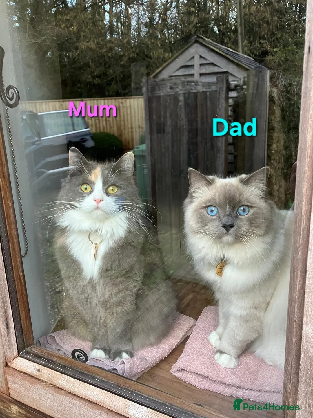 Ragdoll cats for sale: X3 Ragdoll Persian Cross Kittens. 1 boy/2 girls - Advert 2