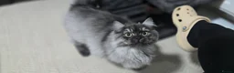 Persian cats for stud: Doll face persian stud only proven stud  - Advert 3