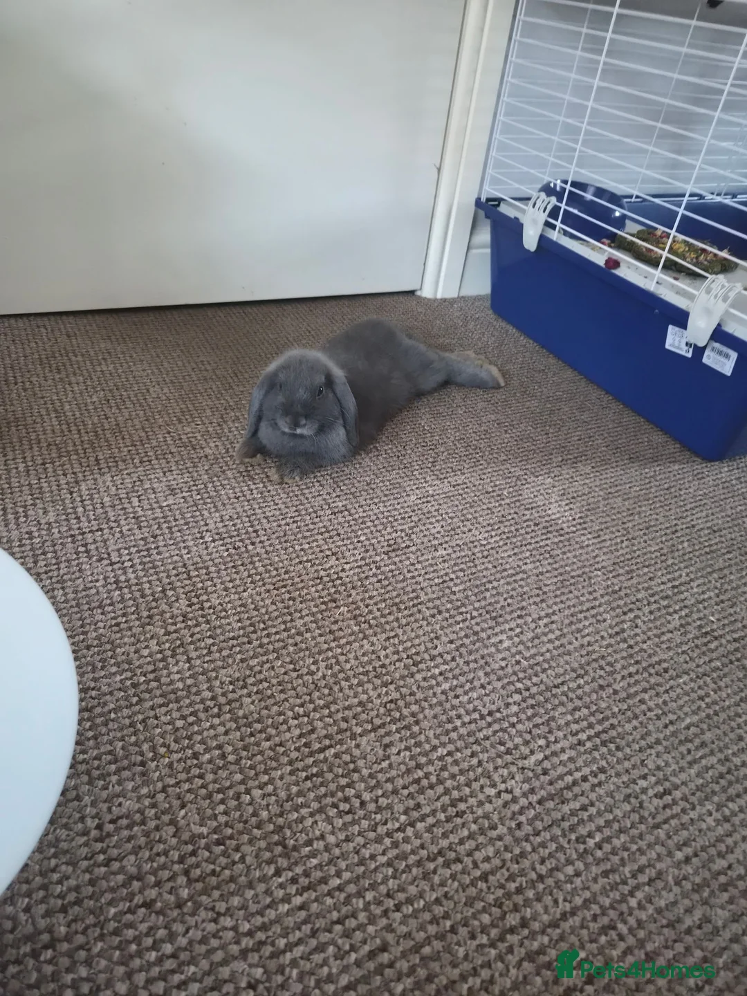 Mini Lop rabbits for sale: Comes with whole set up in Mansfield - Advert 2