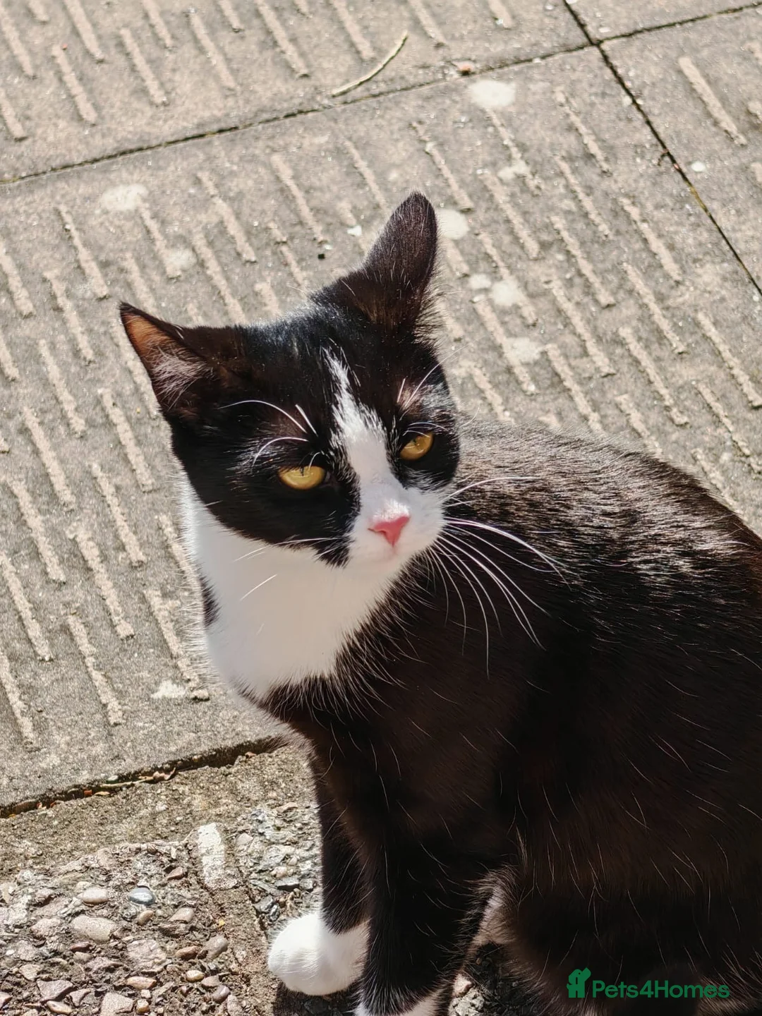 Mixed Breed cats for sale: New kittens for sale  - Advert 1