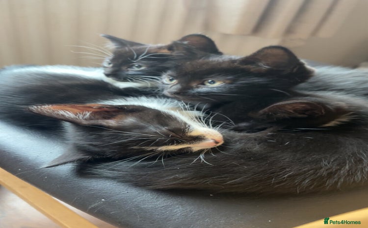 Mixed Breed cats - Advert 1