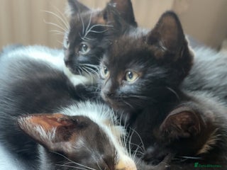 Mixed Breed cats - Advert 1