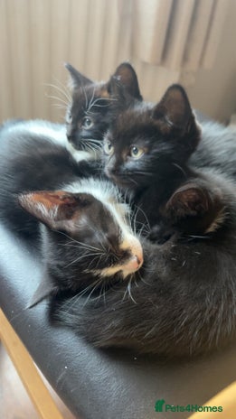 Mixed Breed cats - Advert 1