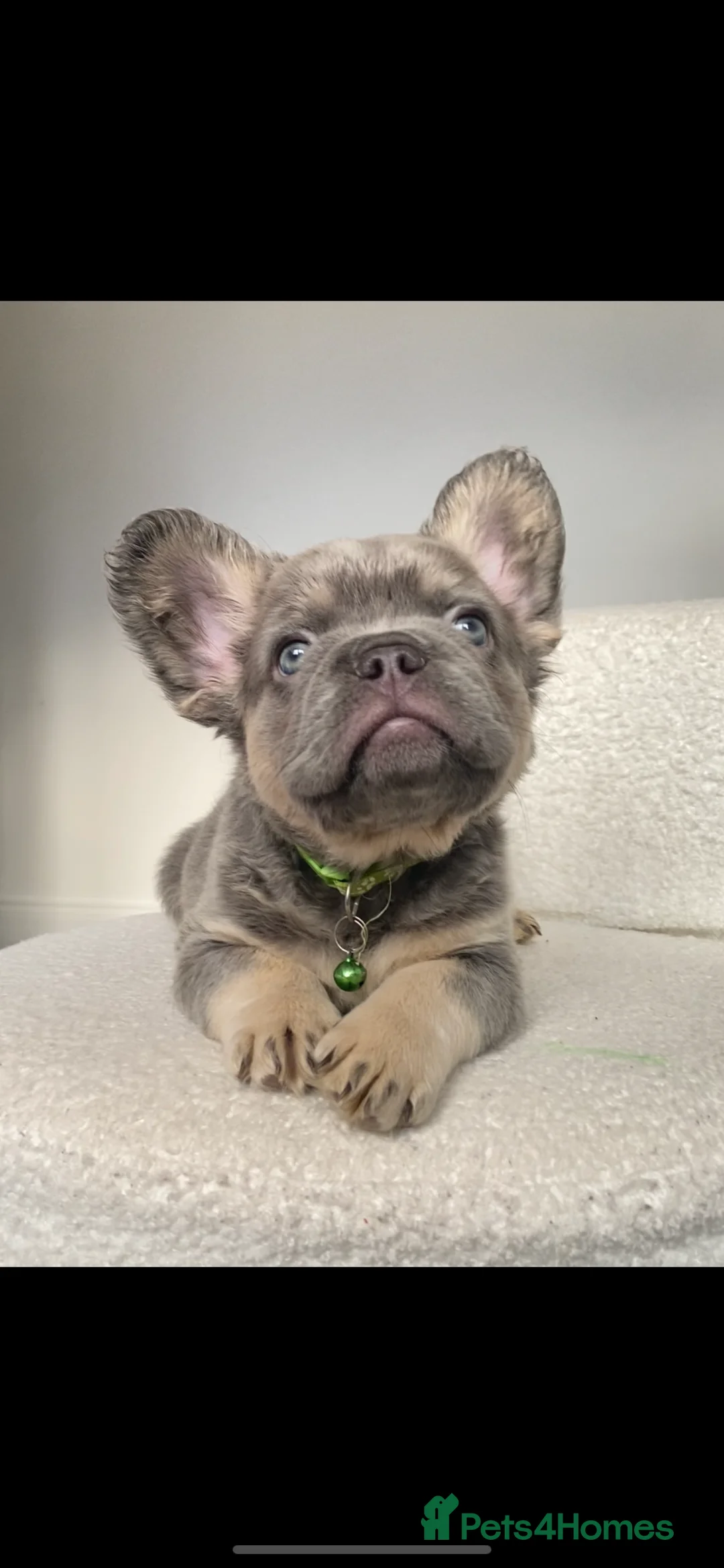 French Bulldog dogs for sale: FULL FLUFFY FRENCH BULLDOG  - Advert 5