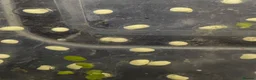 Axolotl reptiles for sale: Axolotl eggs in Leeds - Advert 3