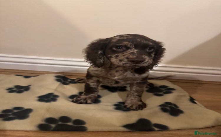 Cocker Spaniel dogs - Advert 4