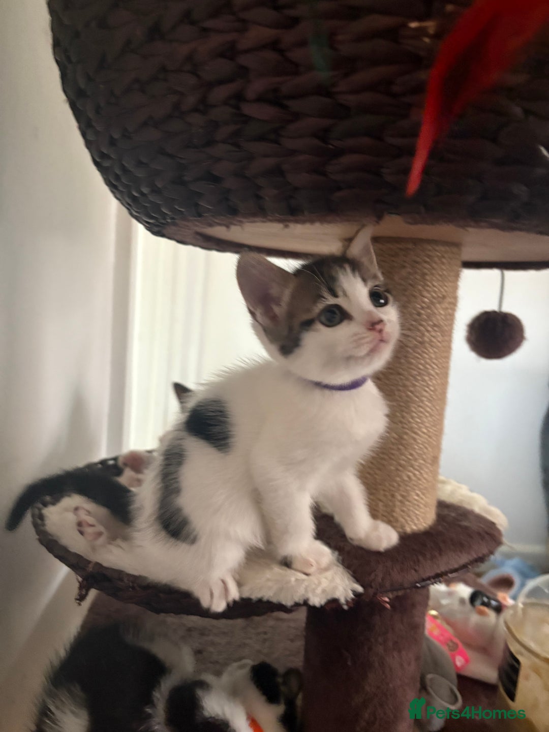 Mixed Breed cats for sale: Beautiful mixed breed kittens - Image 10
