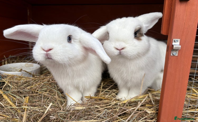 Mini Lop rabbits - Advert 1