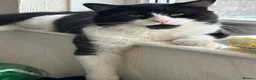 Mixed Breed cats for sale: x2 Adult Cats for Rehoming Male+Female (Together) - Advert 10