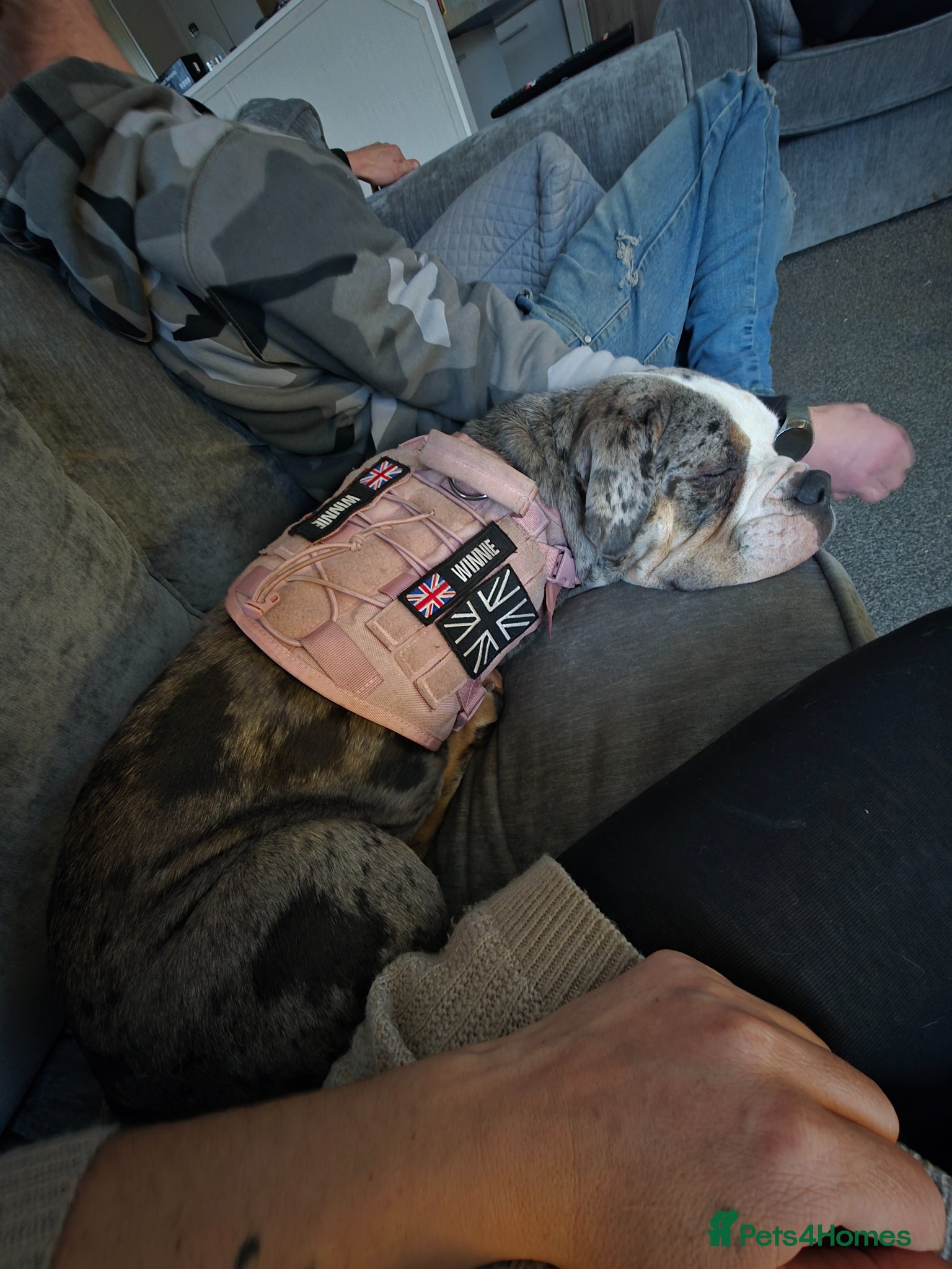 Old Tyme Bulldog dogs for sale: Female old tyme bulldog  - Advert 5