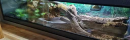 Boa Snake reptiles for sale: 12 year old Brazilian rainbow boa - Advert 4