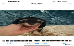 Cavapoo dogs for sale: Toy cavapoos f1 - Image 5