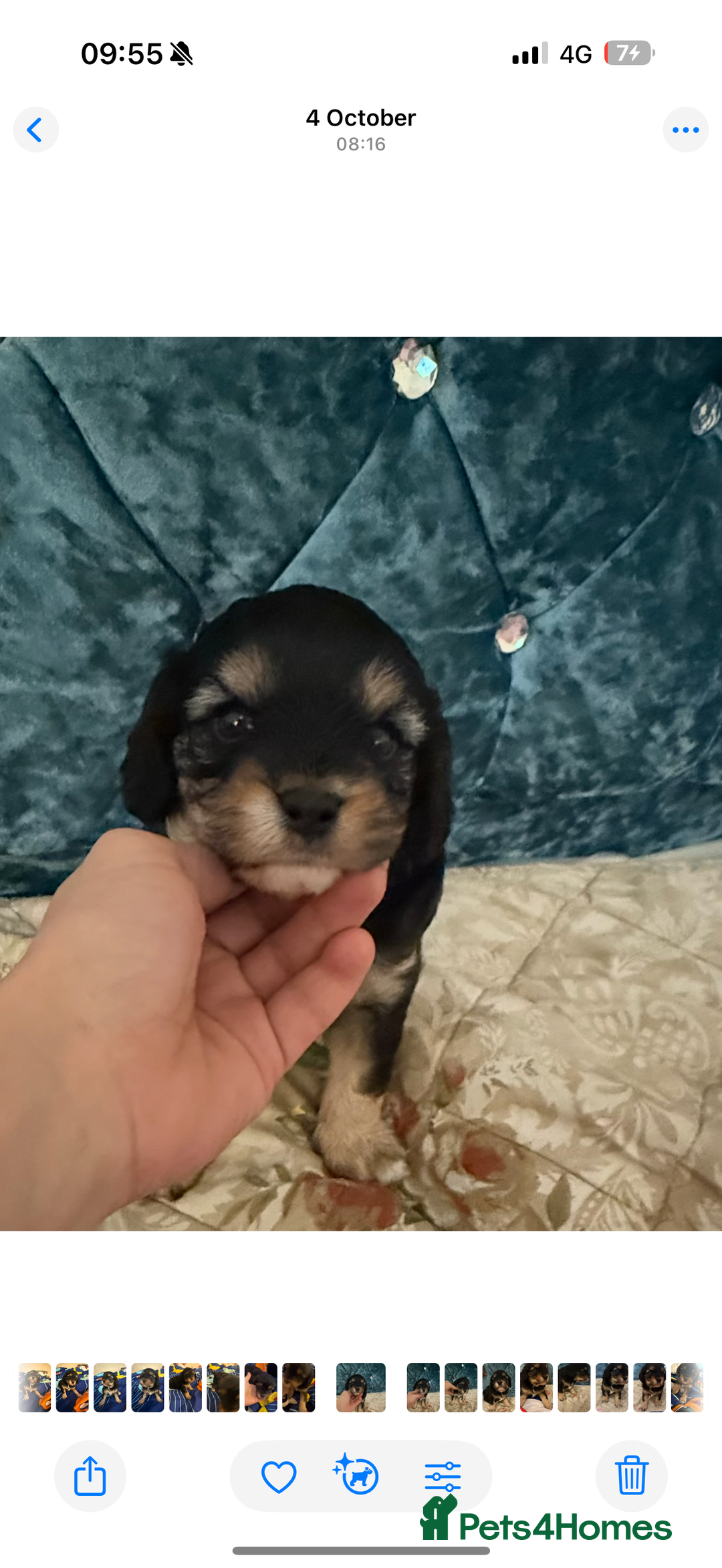 Cavapoo dogs for sale: Toy cavapoos f1 - Image 5