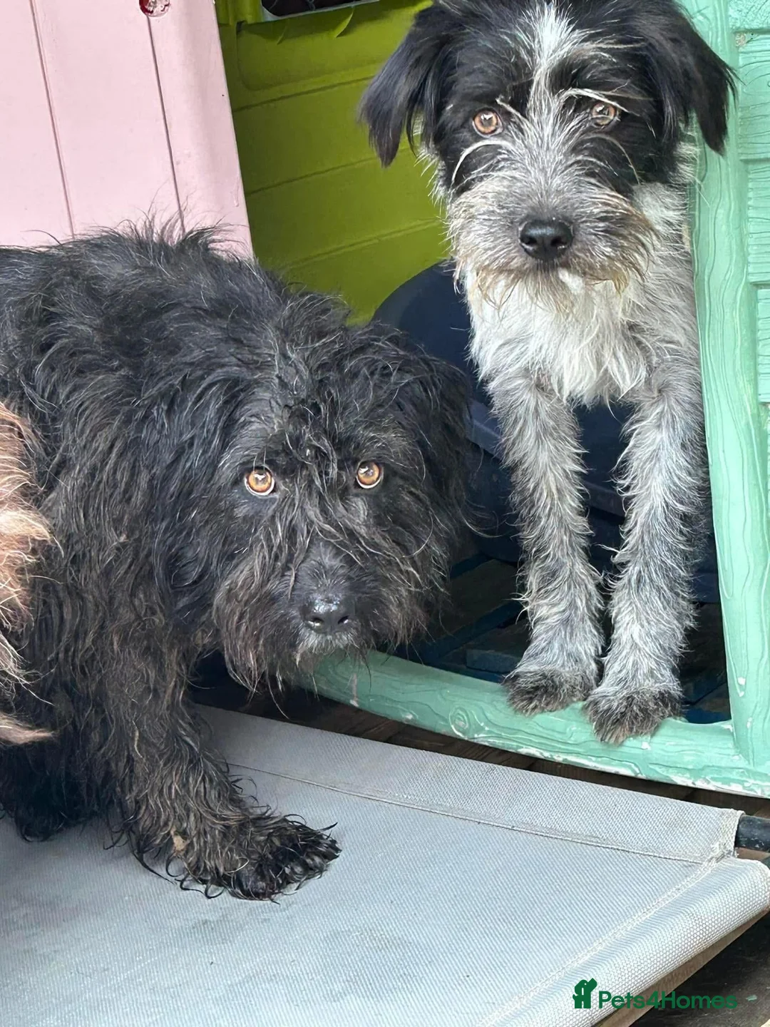 Mixed Breed dogs for adoption: Colby - Norwich Norfolk  in Norwich - Advert 29