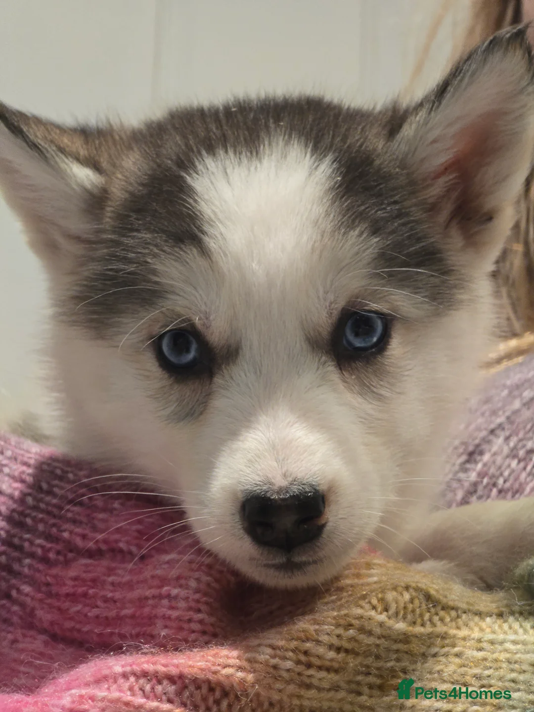 Siberian Husky dogs for sale: Ready Now last 2 girls left in litter - Advert 7