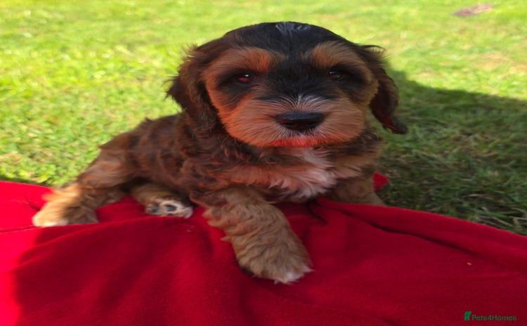 Cockapoo dogs - Advert 12