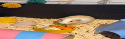 Guinea Pig rodents for sale: 3 Male Guinea Pigs Looking 4 New Forever Home 🐹❤️ - Advert 6