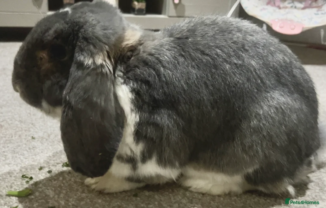 French Lop rabbits for sale: Vaccinated male French Lop  - Advert 2