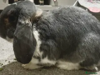 French Lop rabbits Vaccinated male French Lop - Advert 15