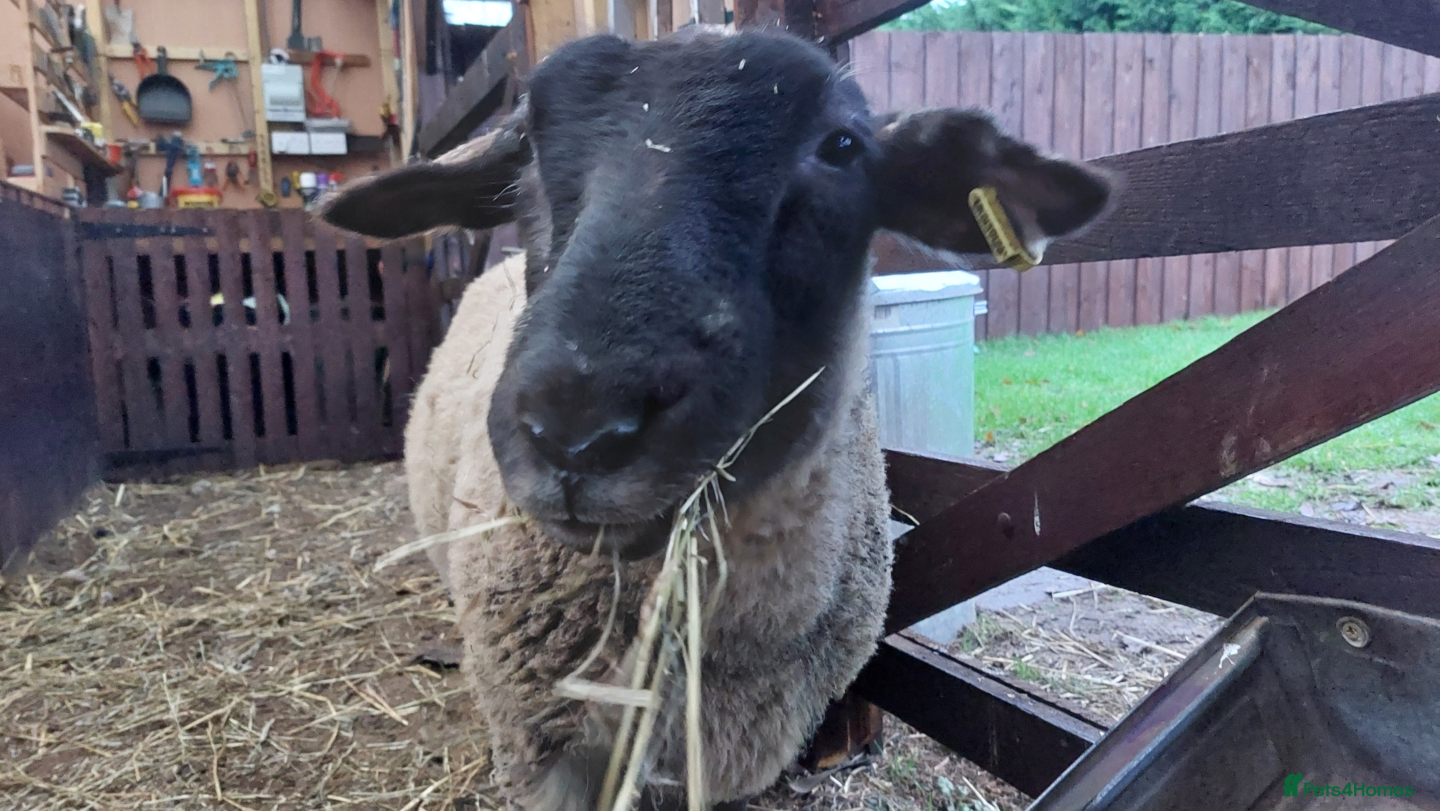 Sheep livestock Suffolk Sheep Wether - Advert 2