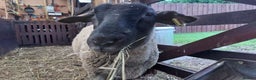 Sheep livestock for sale: Suffolk Sheep Wether - Advert 1