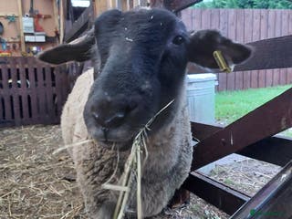 Sheep livestock Suffolk Sheep Wether - Advert 1