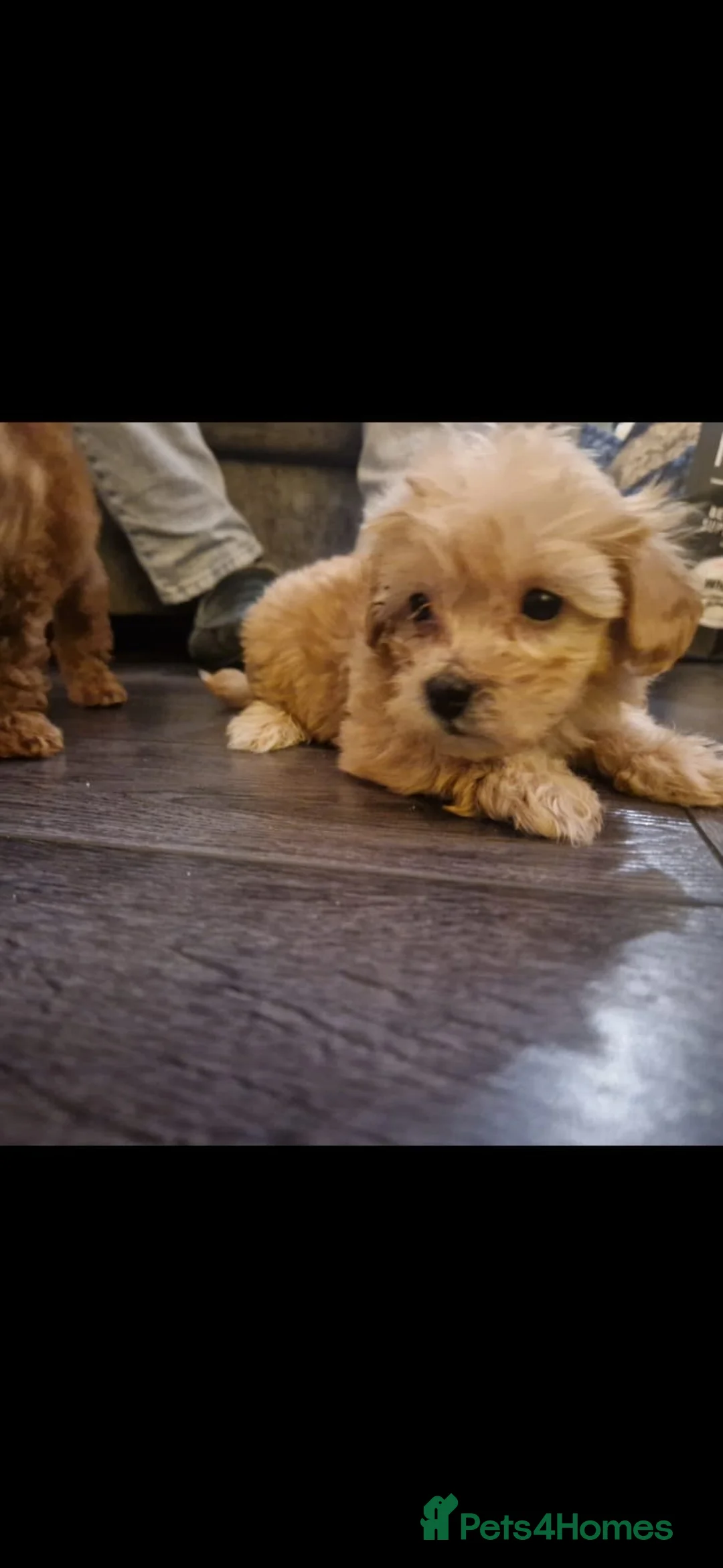 Maltipoo dogs for sale: 2 boys - Advert 4