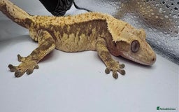 Gecko reptiles for sale: stunning tame crested gecko - Image 3